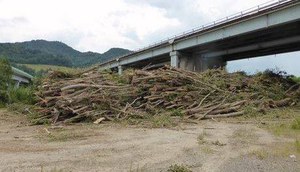 Autorizzazione alla raccolta del legname caduto nell'alveo dei corsi d'acqua nei tratti montani, collinari e di alta pianura del bacino del Fiume Reno